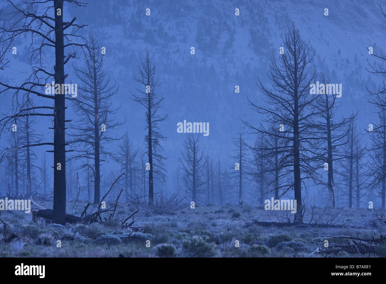 A burnt forest and the aftermath of a forest fire in the Sierra Mountains near Mono Lake in California Stock Photo