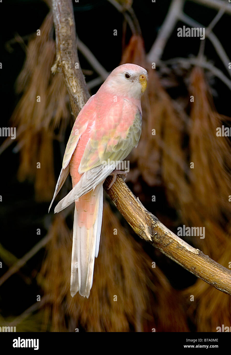 Bourke parrot 'Neopsephotus bourkii', pink mutation Stock Photo