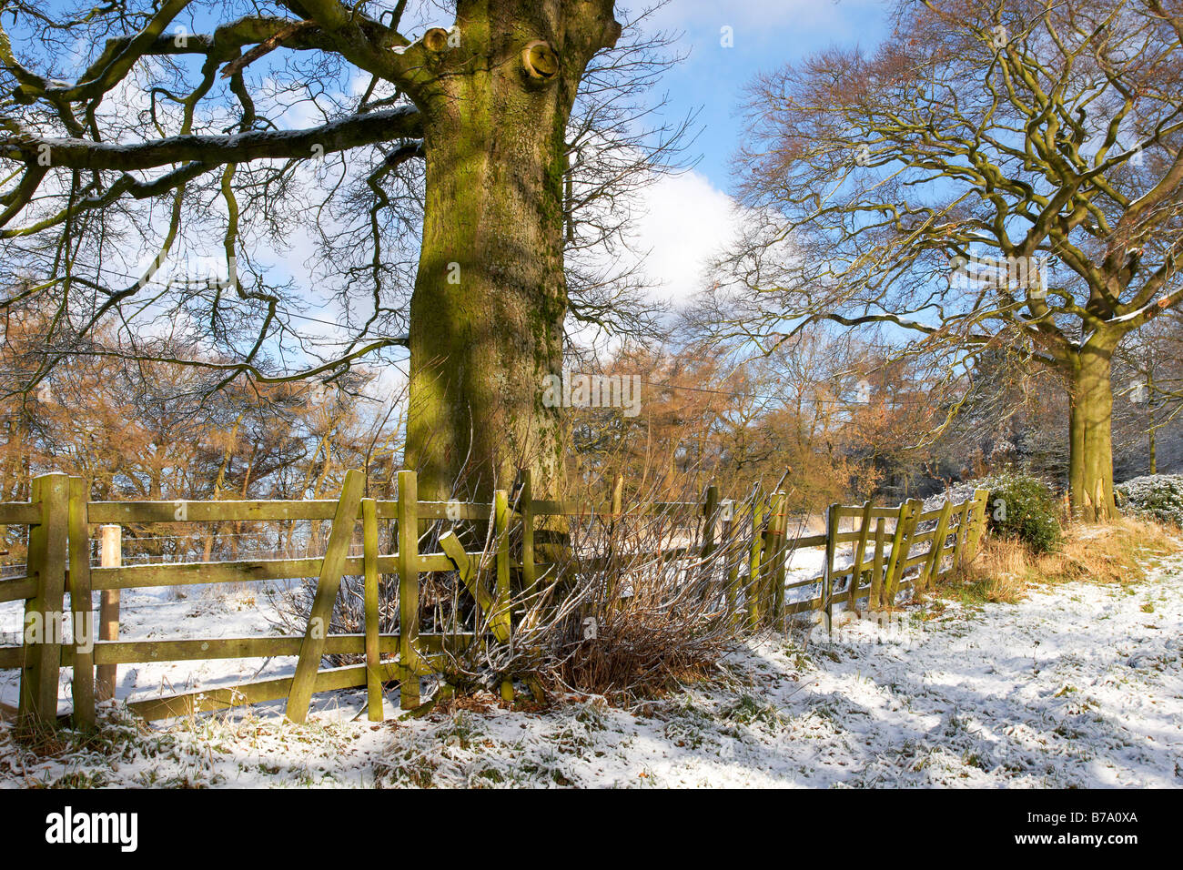 Snow scene at Lickey Hills, Worcestershire, England UK Stock Photo