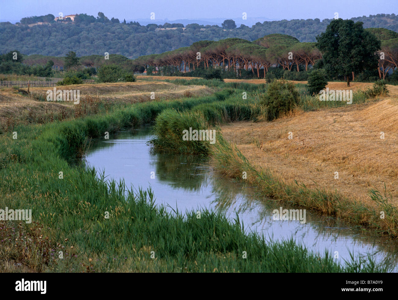 Spergolaia, marshes in the Maremma Nature Park near Alberese, Province of Grosseto, Tuscany, Italy, Europe Stock Photo