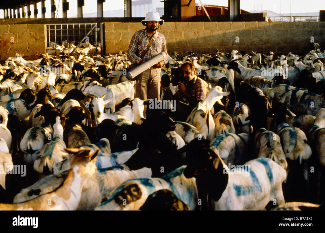 Makkah Saudi Arabia Mina Sheep in Pens awaiting sacrifice Stock Photo