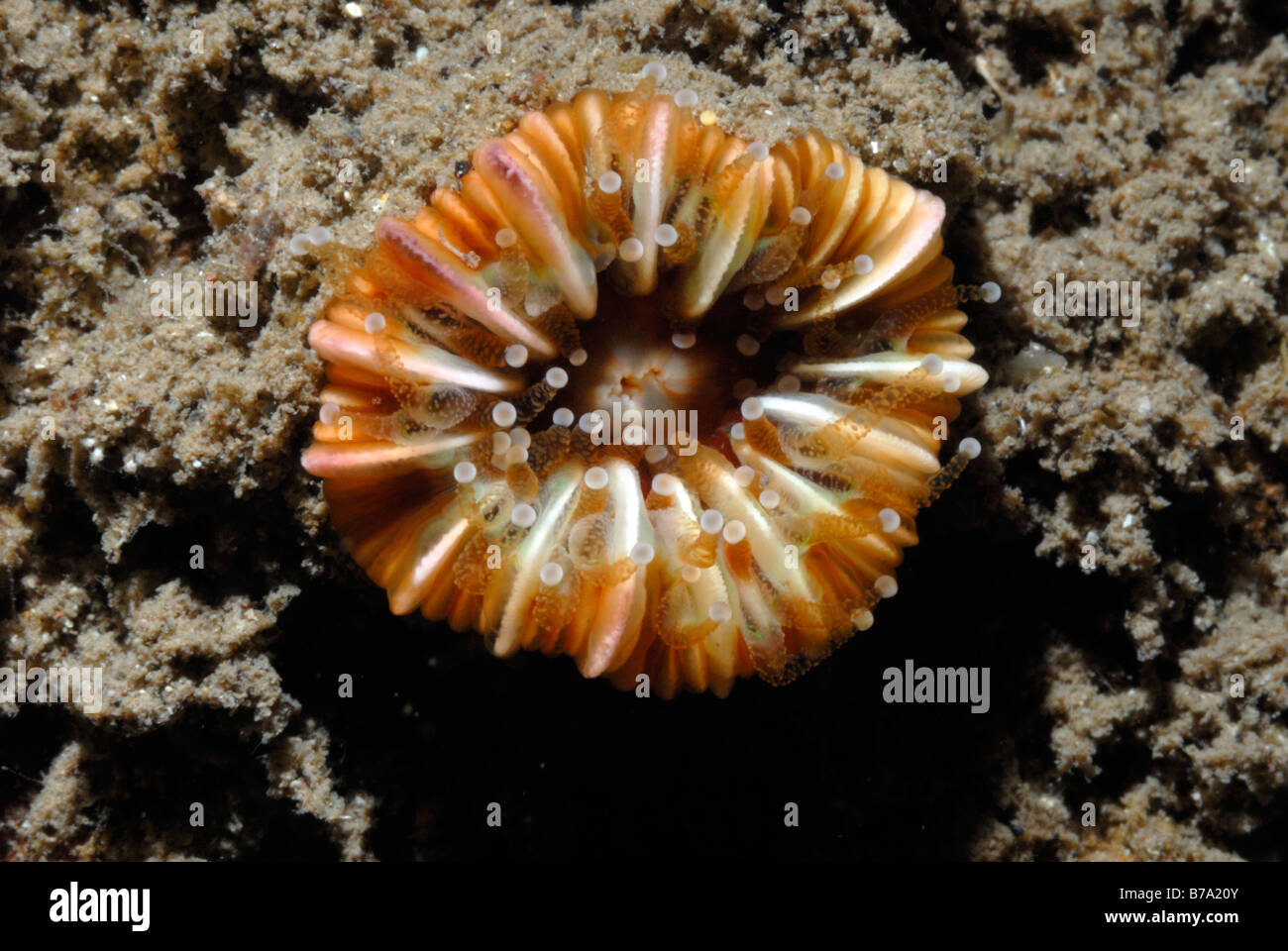 Devon cup coral Caryophyllia smithii, St. Brides Haven, Pembrokeshire, Wales, UK, Europe Stock Photo