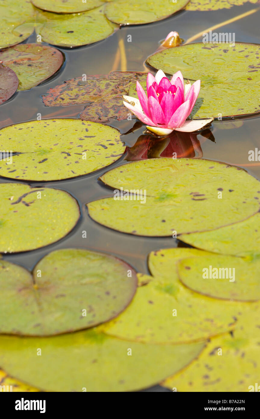 Water lily in the Schoenbrunn Castle park, Vienna, Austria, Europe Stock Photo