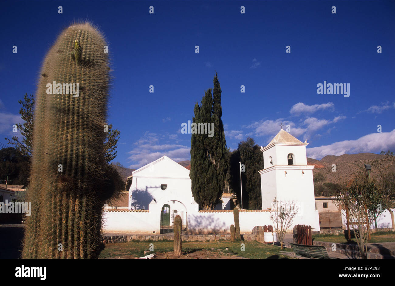 Cardon cactus (Echinopsis atacamensis, formerly Trichocereus sp) and Church of the Holy Cross and St Francis of Paula, Uquia, Jujuy, Argentina Stock Photo