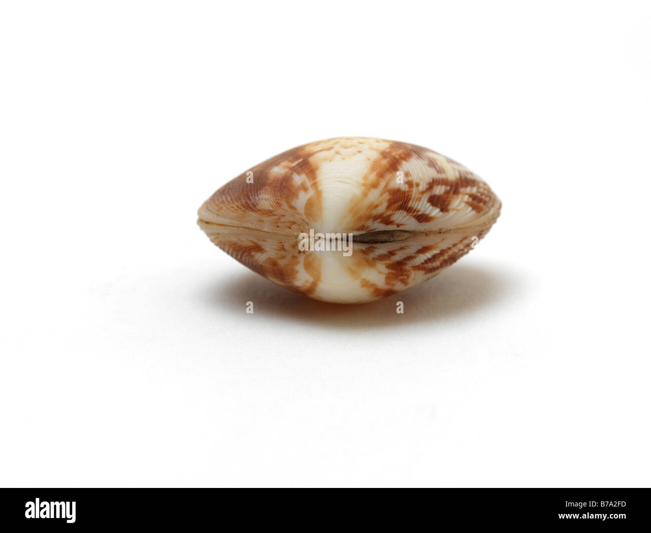 Clam Shell showing the Hinge Stock Photo Alamy