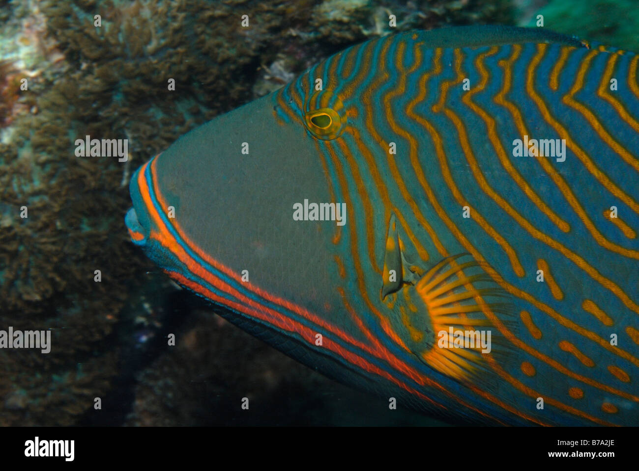 Fish Seychelles Mahe Indian Ocean Stock Photo - Alamy