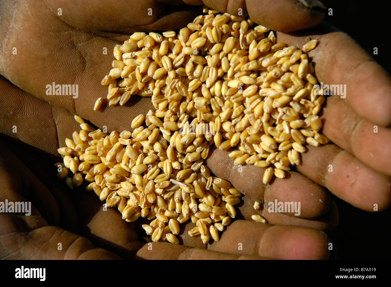 Hand holding wheat grains from a small harvest, hunger and poverty, Ethiopia, Africa Stock Photo