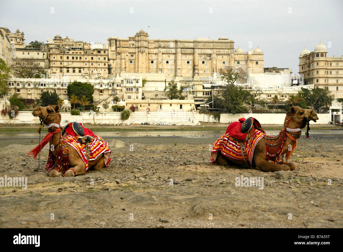 Camels with colourful saddles lying in the dryed-out Pichola Lake in front of the city palace, Maharaja Palace, Udaipur, Rajast Stock Photo
