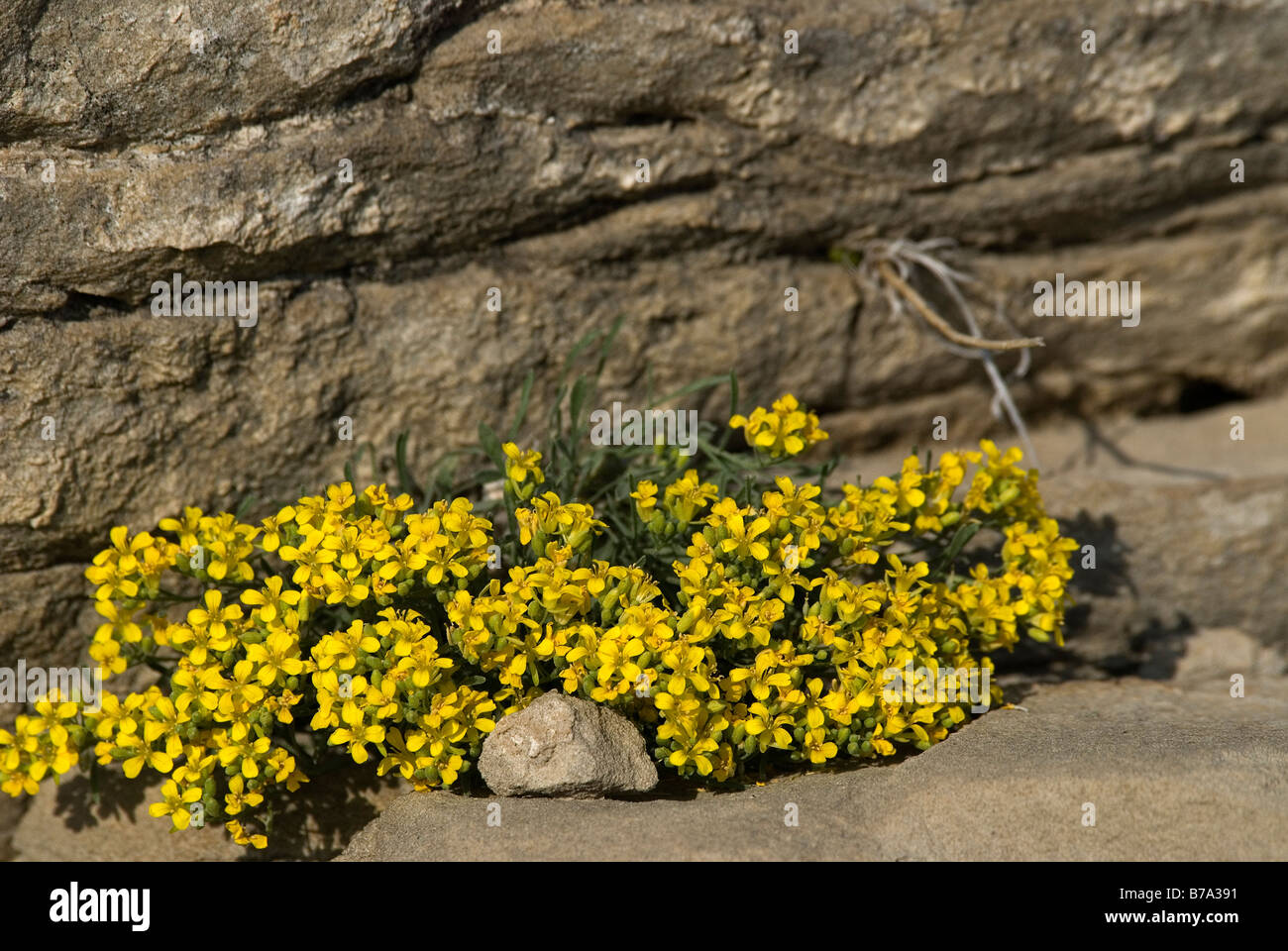 Western Wallflowers Erysimum asperum Stock Photo Alamy