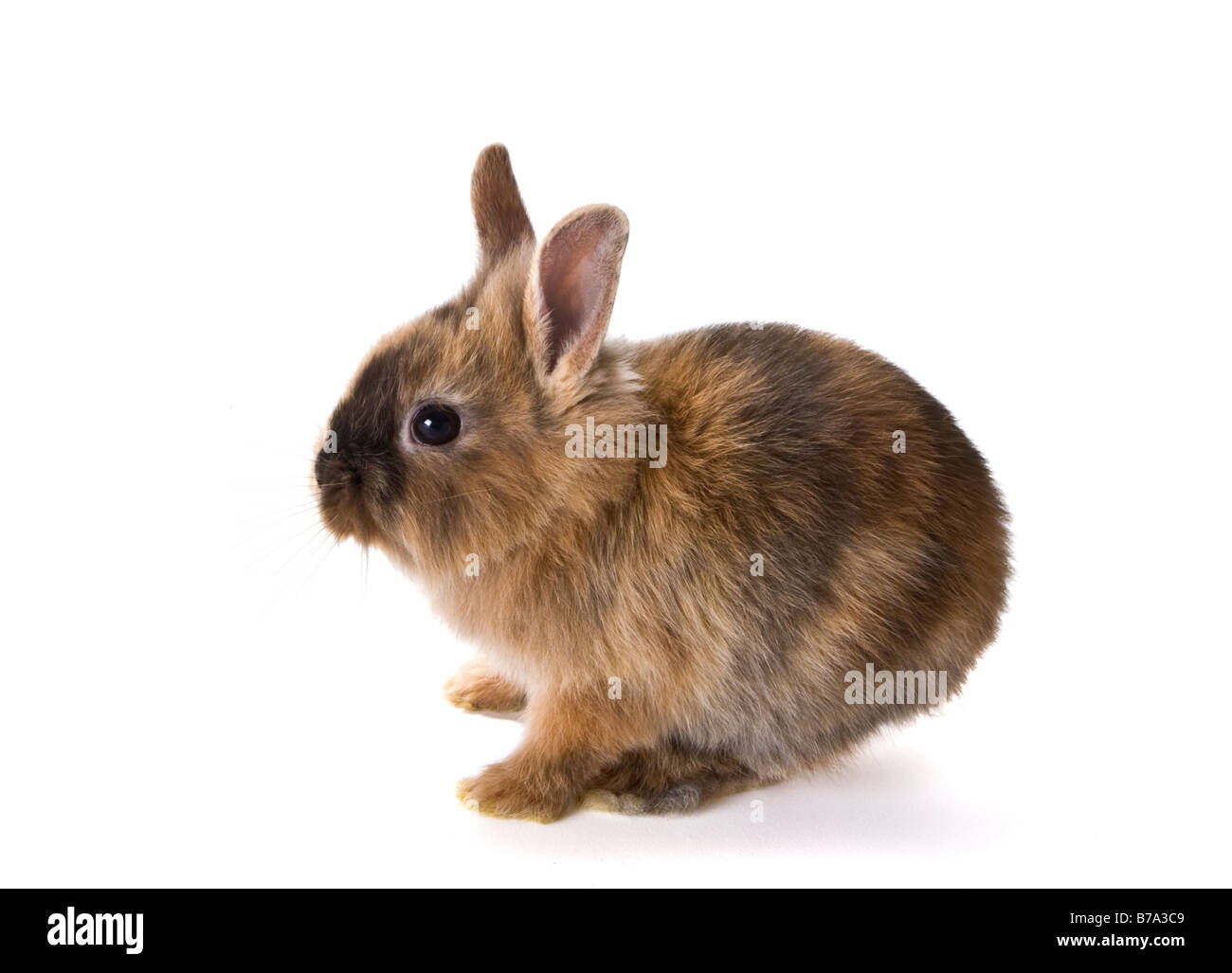 Six weeks old shy brown little easter rabbit Stock Photo