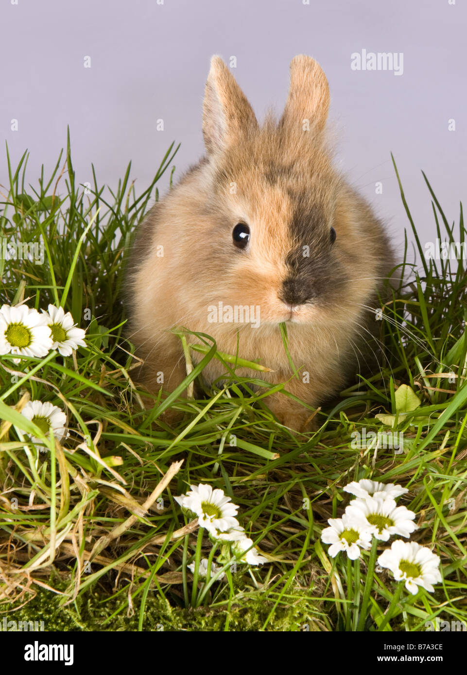 Young brown easter rabbit eating grass and daisies Stock Photo