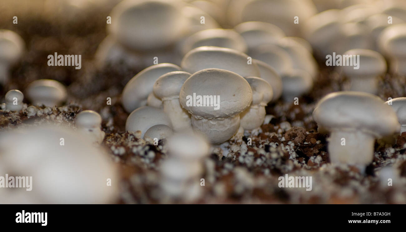 Cluster of edible mushrooms (Agaricus bisporus) in an intensive farming plant Stock Photo