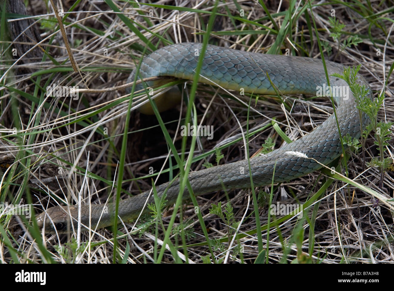 Eastern Yellow bellied Racer Coluber constrictor flaviventris Stock Photo
