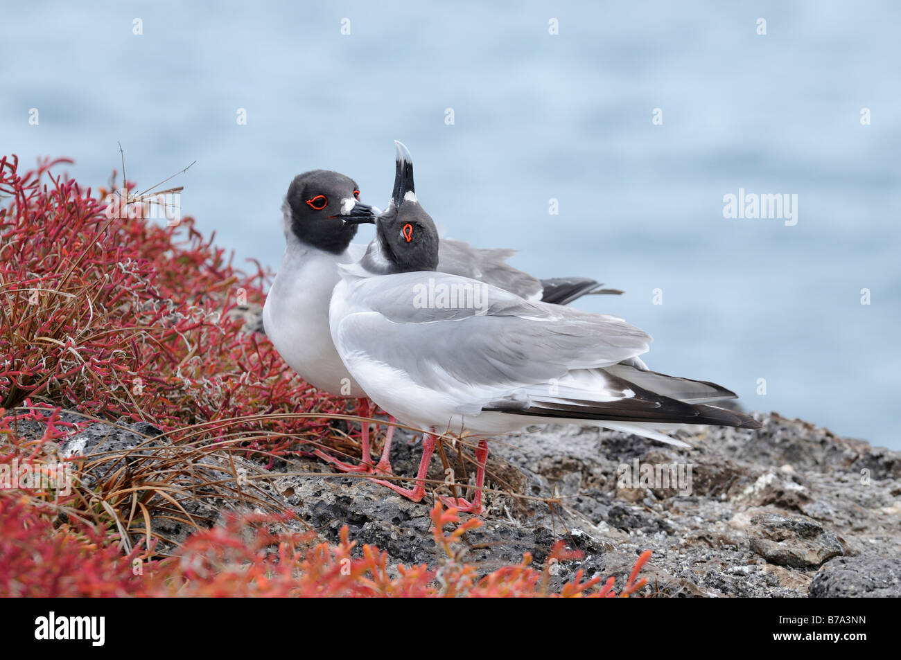Swallow-tailed Gulls (Creagrus furcatus), cleaning each others plumage, endemic on the Galapagos Islands, Ecuador, South America Stock Photo