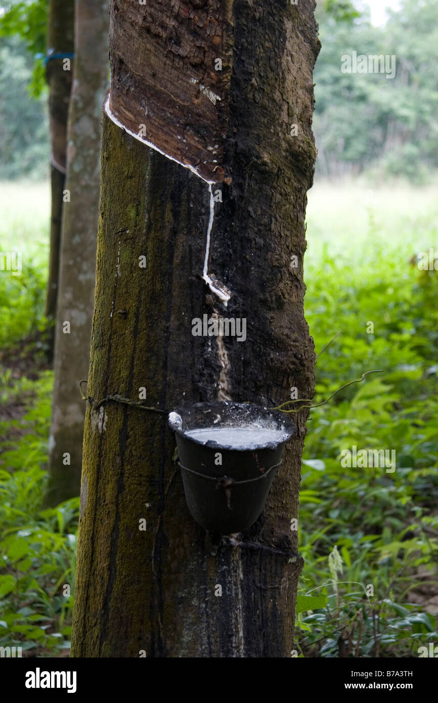 Tapping of rubber tree in Cameroon Development Corporation rubber