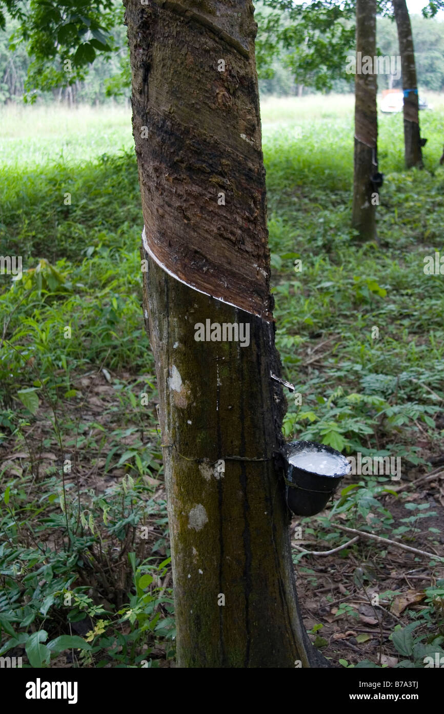 Tapping of rubber tree in Cameroon Development Corporation rubber