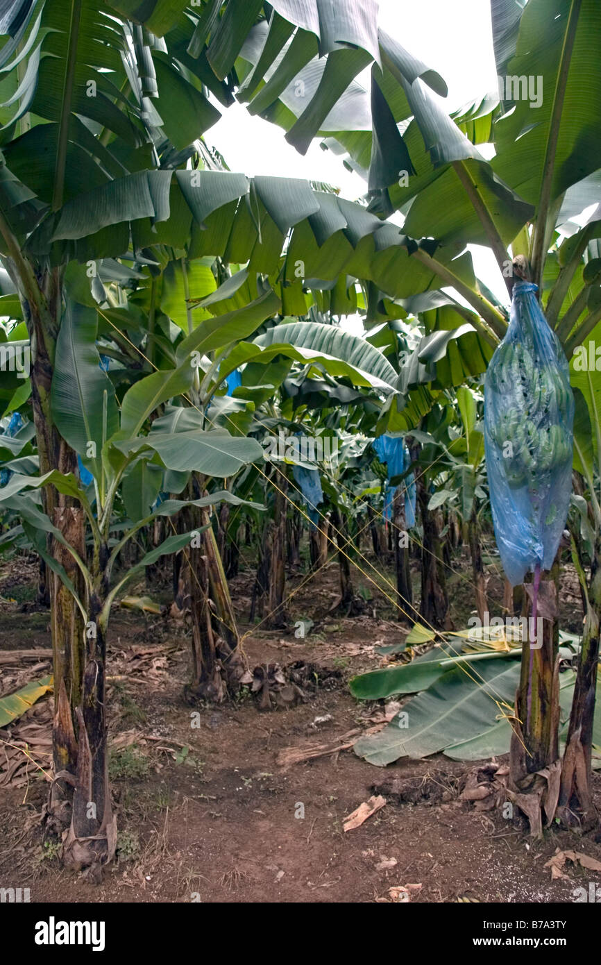 southwest bolsa weight limit