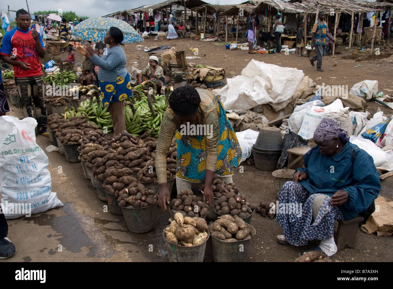 Roadside market with yams coco yams cassava and plantain on sale near