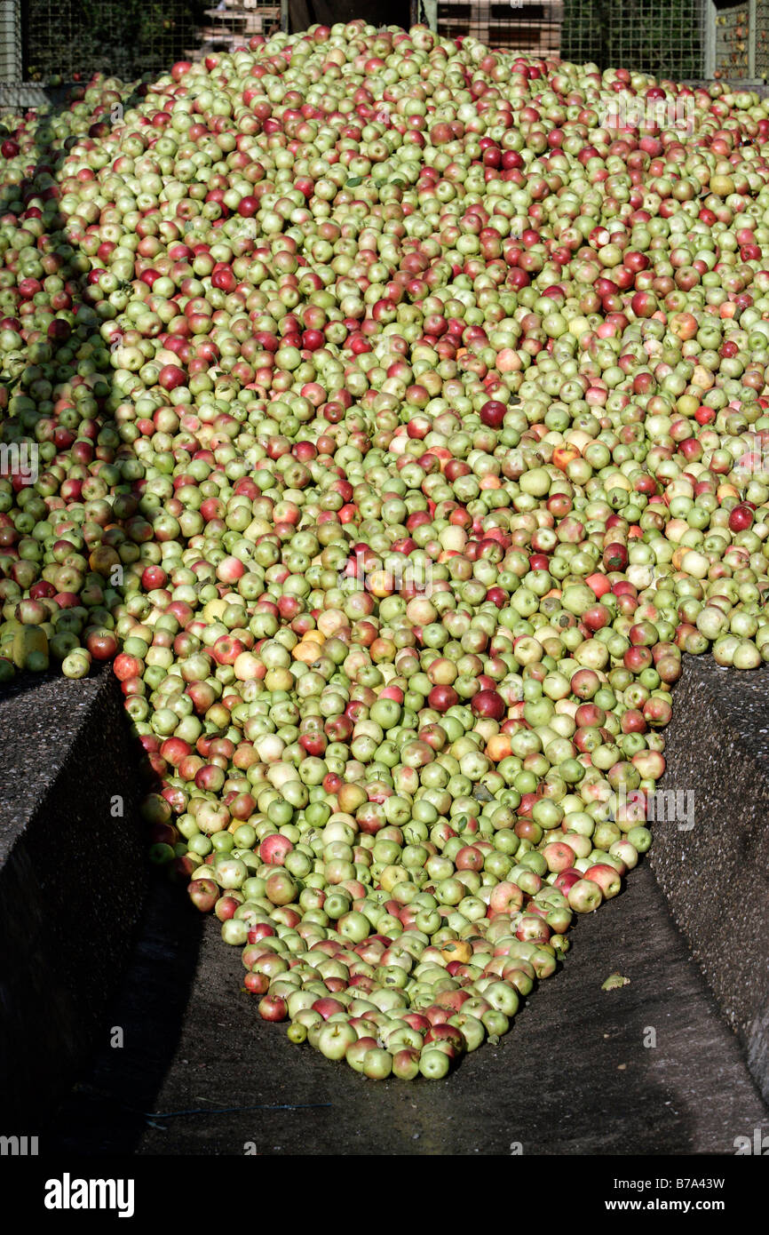 Mountain of apples at the delivery dock of the Emil Jacoby fruit juice press house in Auggen, Baden-Wuerttemberg, Germany, Euro Stock Photo