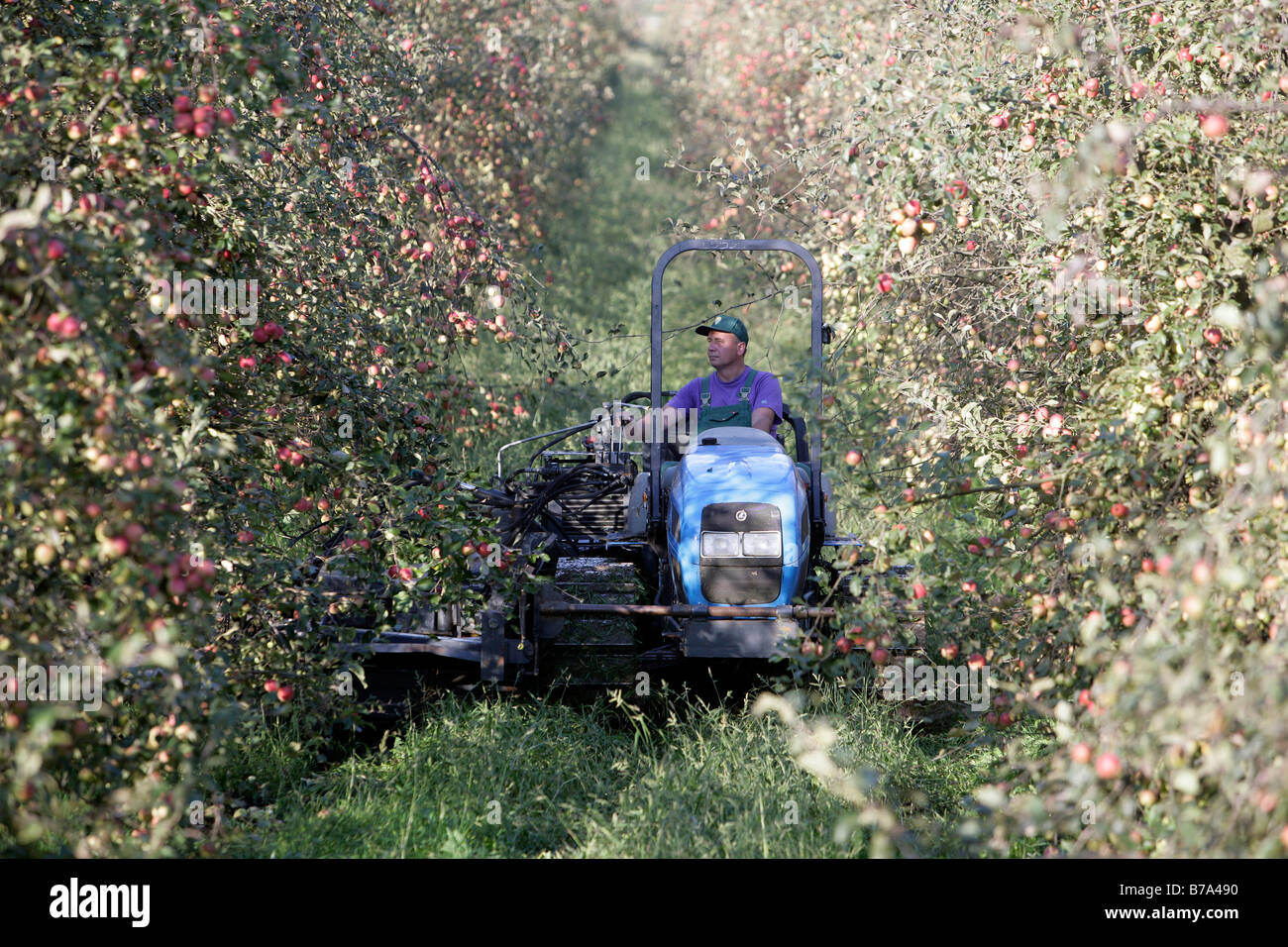 A Polish harvest helper driving an apple harvesting machine, a screen shaker, during the apple harvest on the apple plantations Stock Photo