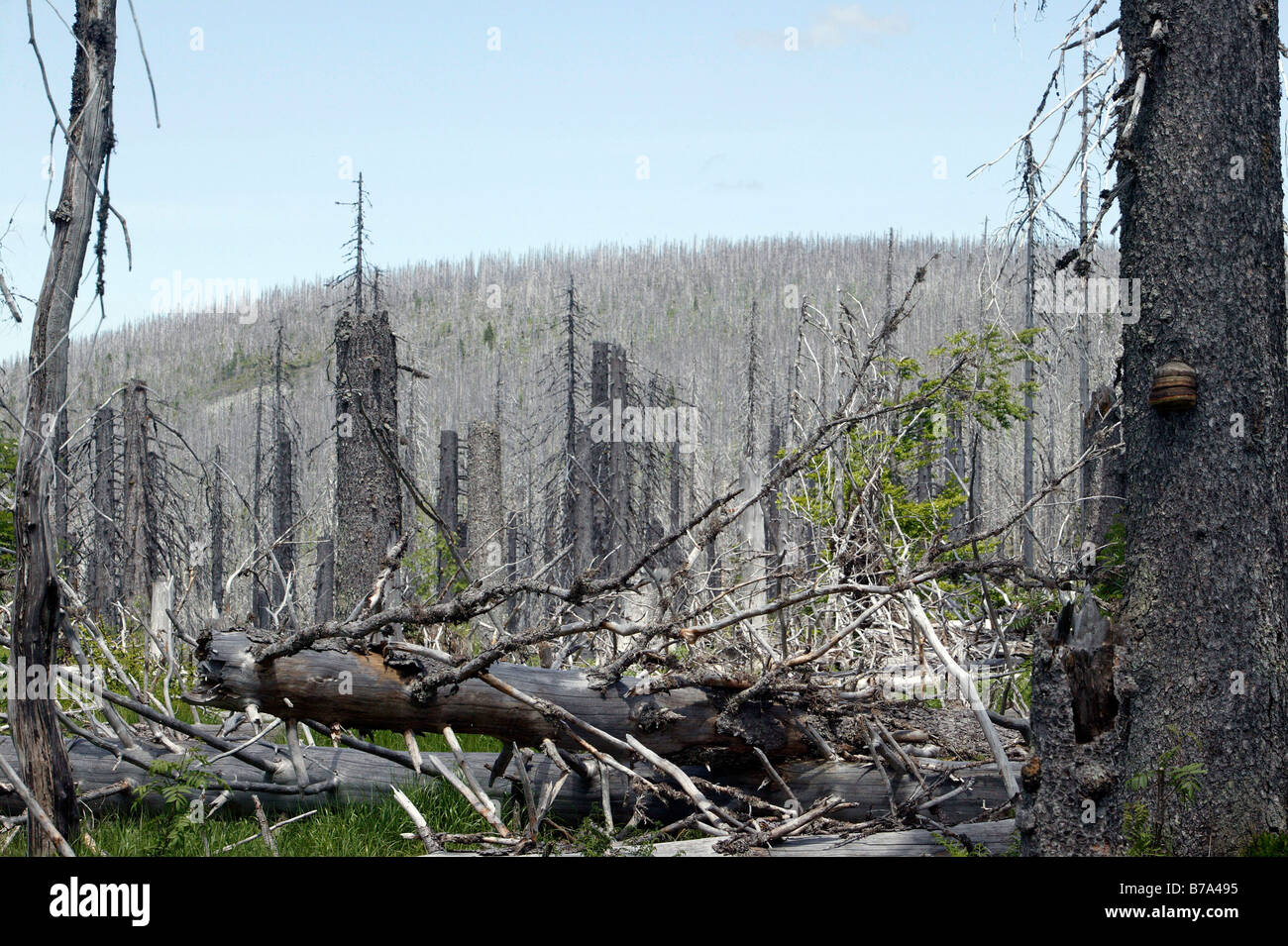 Conifer forest, dead spruces infested by bark beetles on Mt Lusen in the Bavarian Forest National Park near Spiegelau, Bavaria, Stock Photo