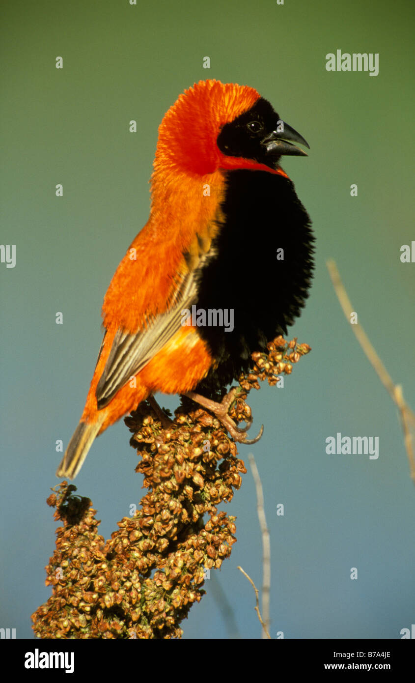 Red bishop perched on branch covered in seed heads Stock Photo