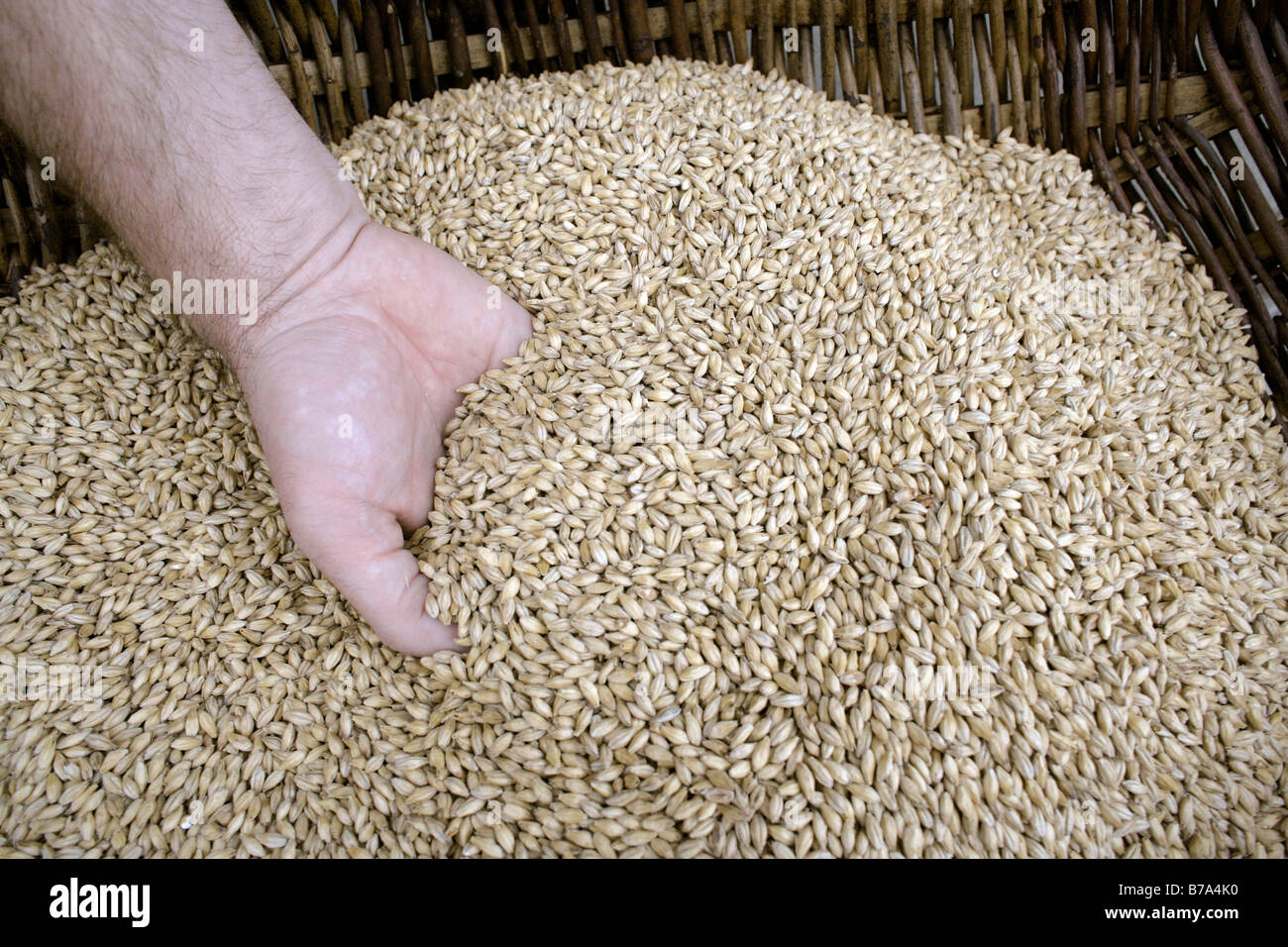 Hand scooping barley, barley malt quality test at Kulmbacher Brewery AG