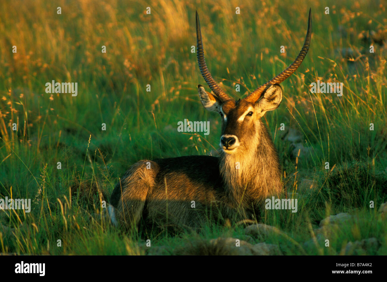 Waterbuck ram resting in grassy area Stock Photo