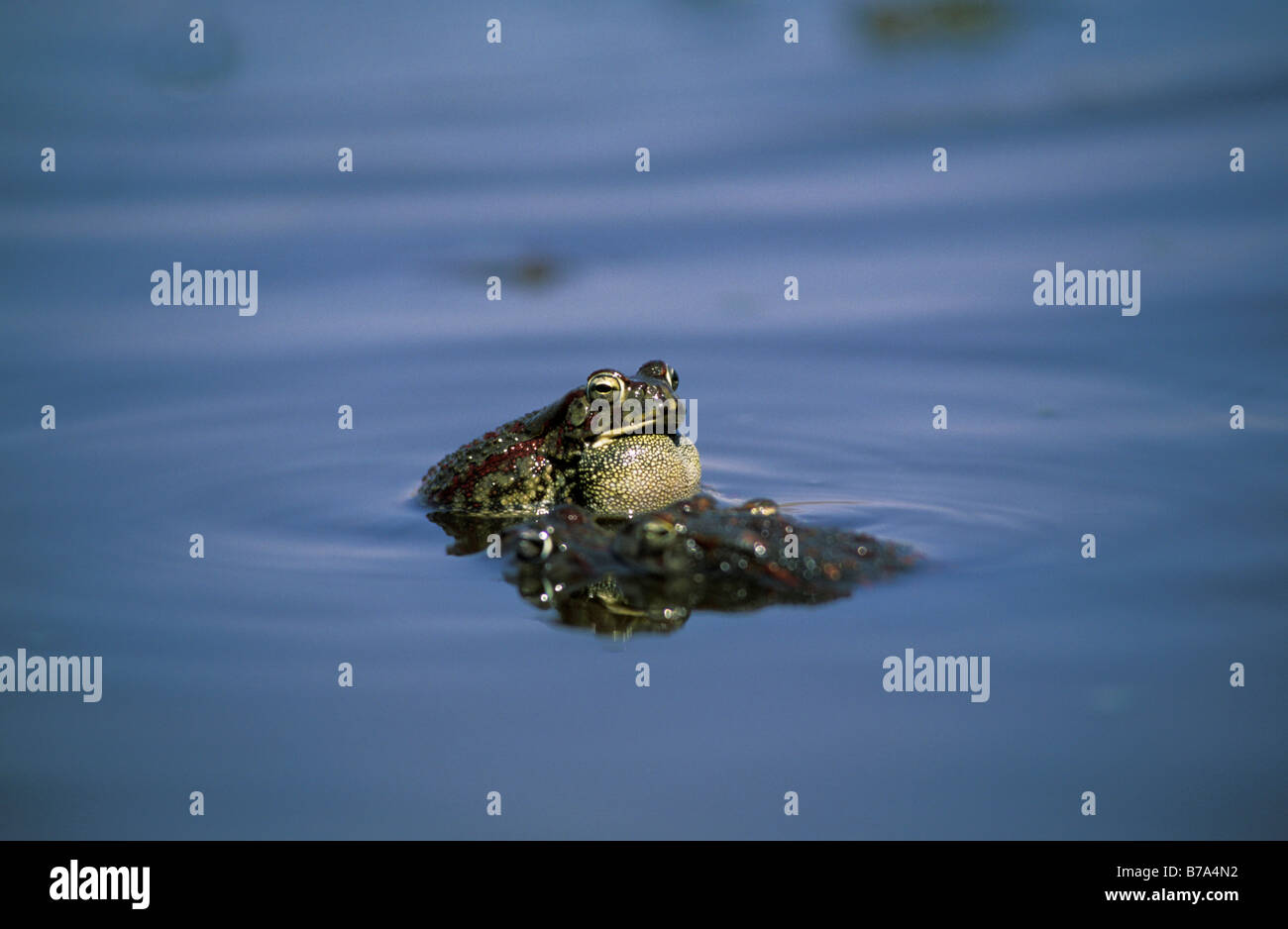 Northern mottled toads croaking, Stock Photo
