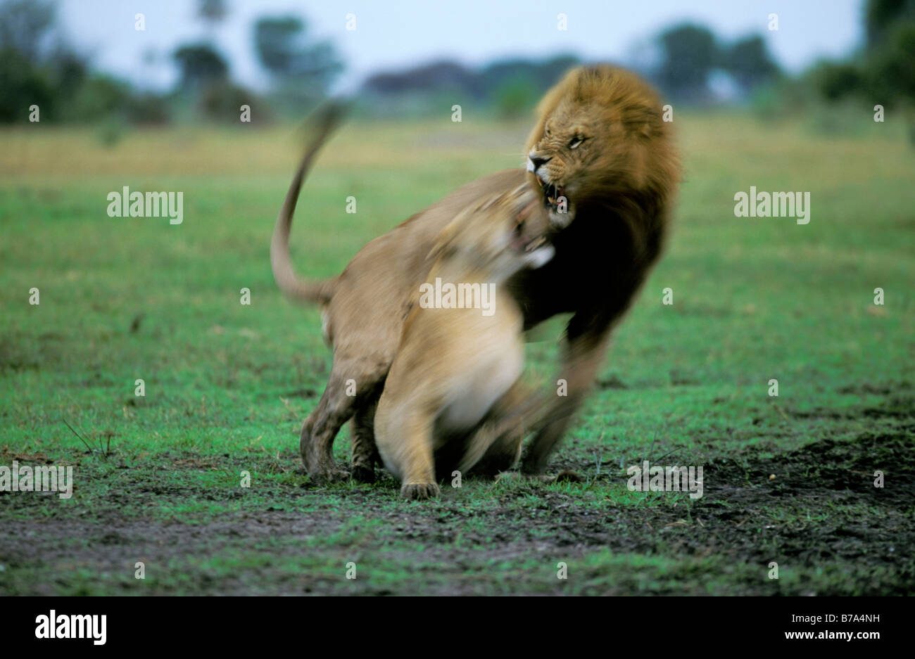 Lion pair hi-res stock photography and images - Alamy