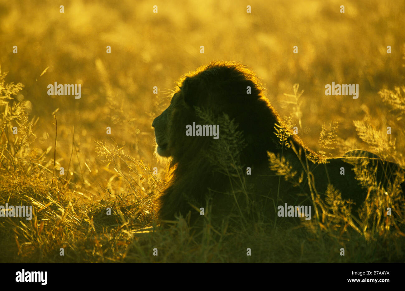 Sunrise silhouette of a male lion resting in flowering grasses Stock Photo