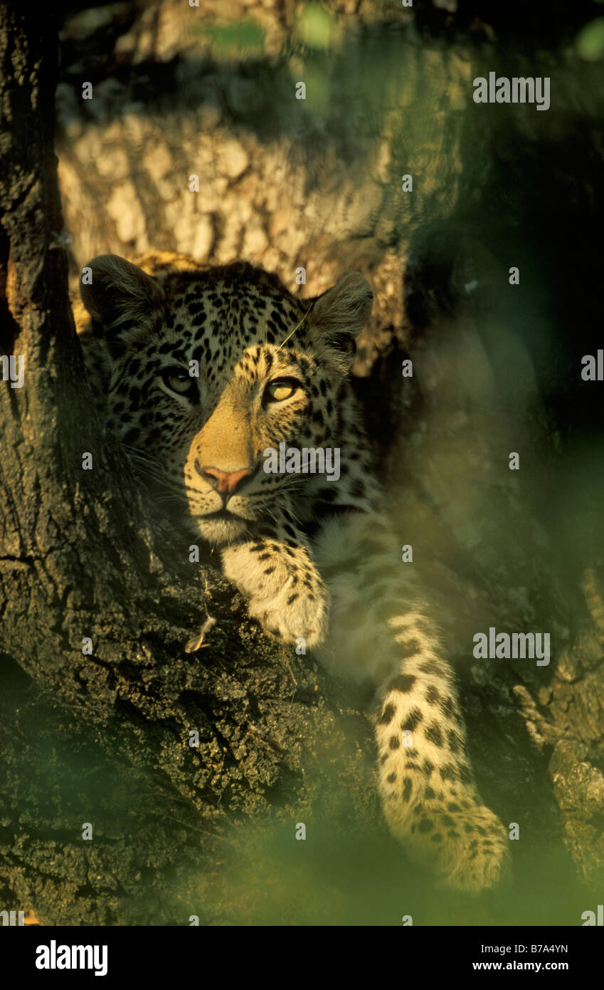 Portrait of young male leopard in the fork of a tree in half shade. Stock Photo