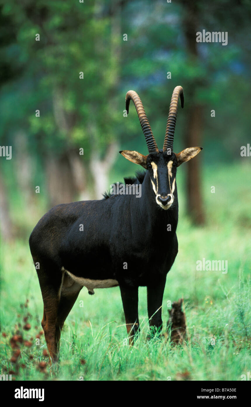 Sable antelope, facing the camera Stock Photo - Alamy