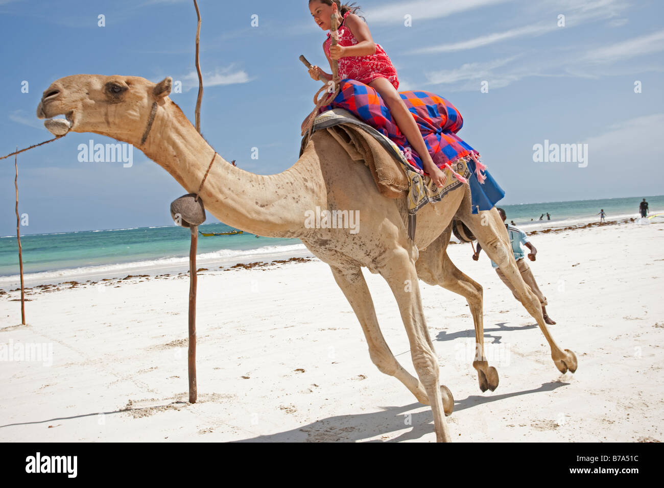 Camel race on sands Diani Beach Southern coast Mombasa Kenya Stock Photo