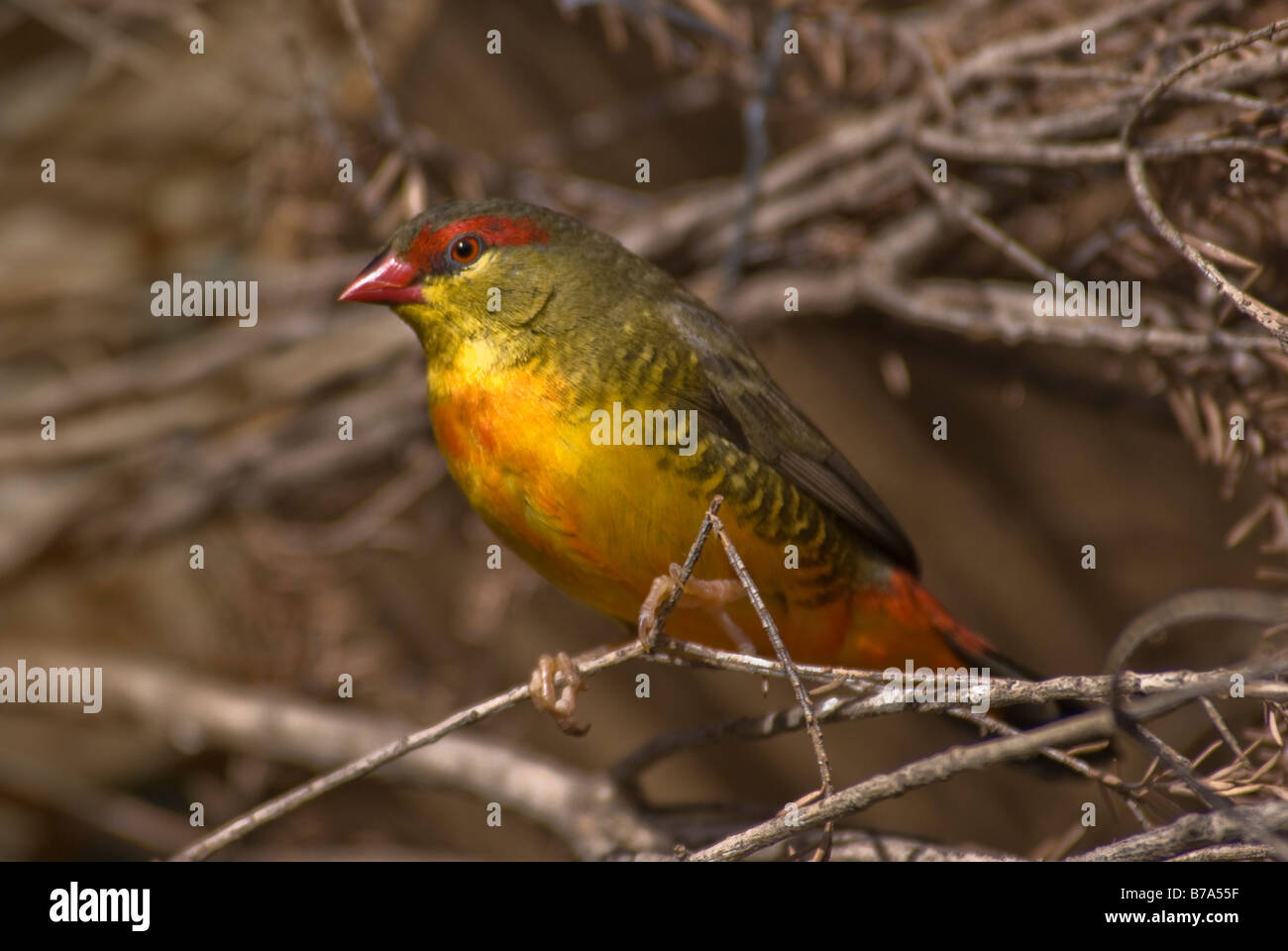 Zebra Waxbill Finch 'Amandava subflava', male Stock Photo