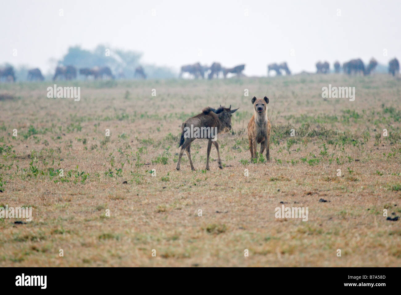 Spotted hyaena with wildebeest calf separated from the rest of its herd. Stock Photo