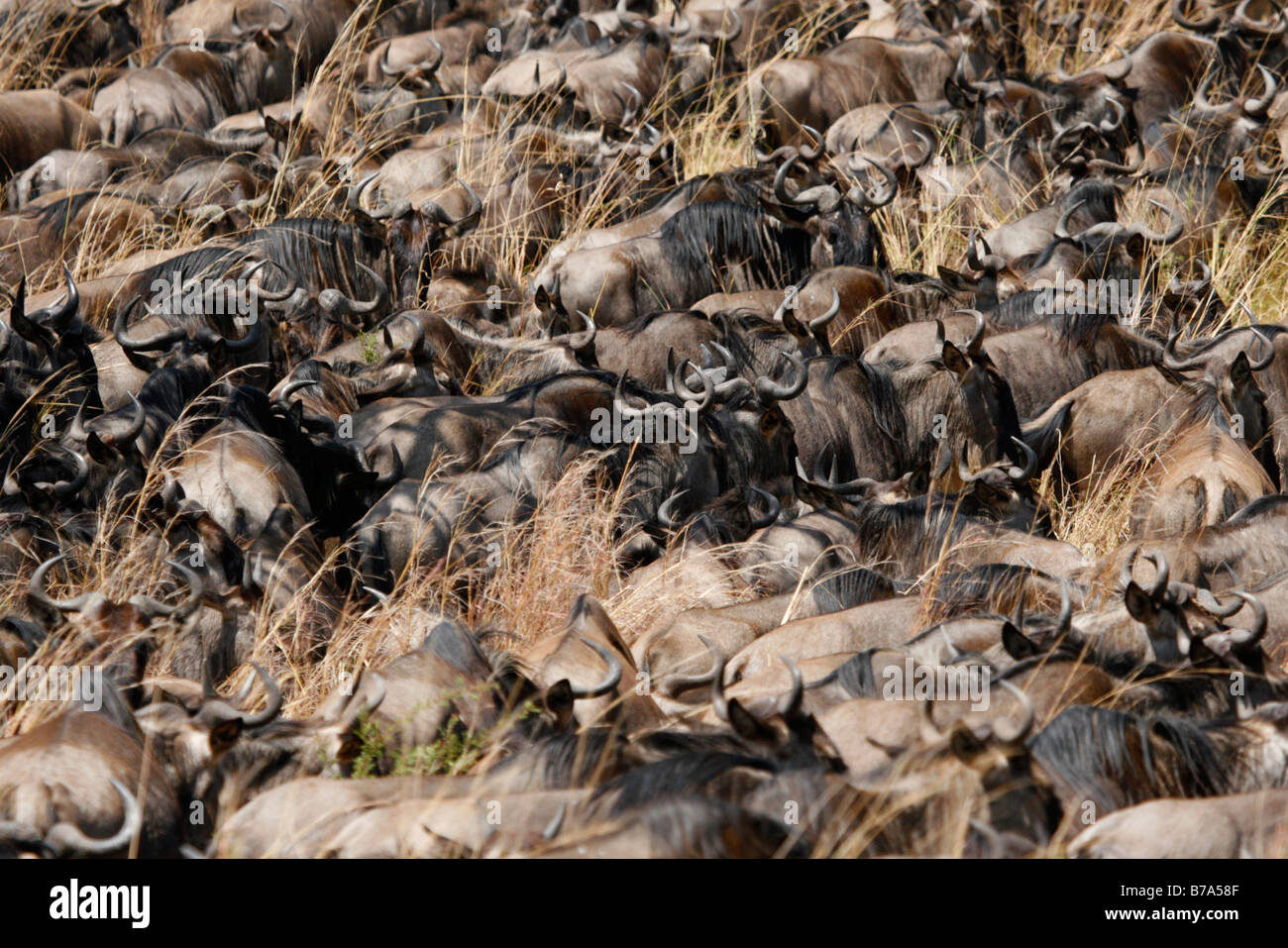 Close-up of dense herd of Blue wildebeest Stock Photo