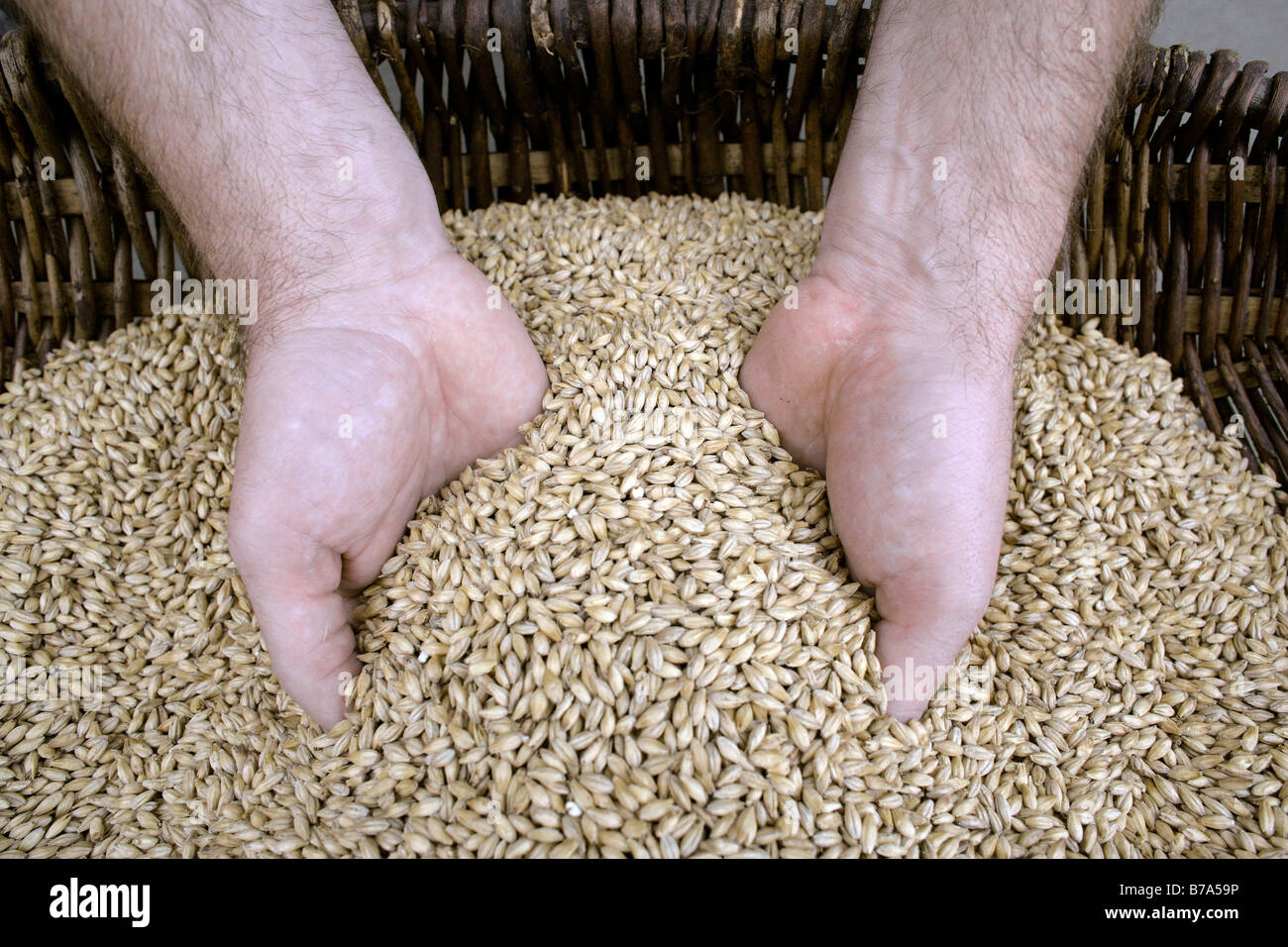 Hands scooping barley, barley malt quality test at Kulmbacher Brewery AG, Kulmbacher Brauerei AG in Kulmbach, Bavaria, Germany, Stock Photo