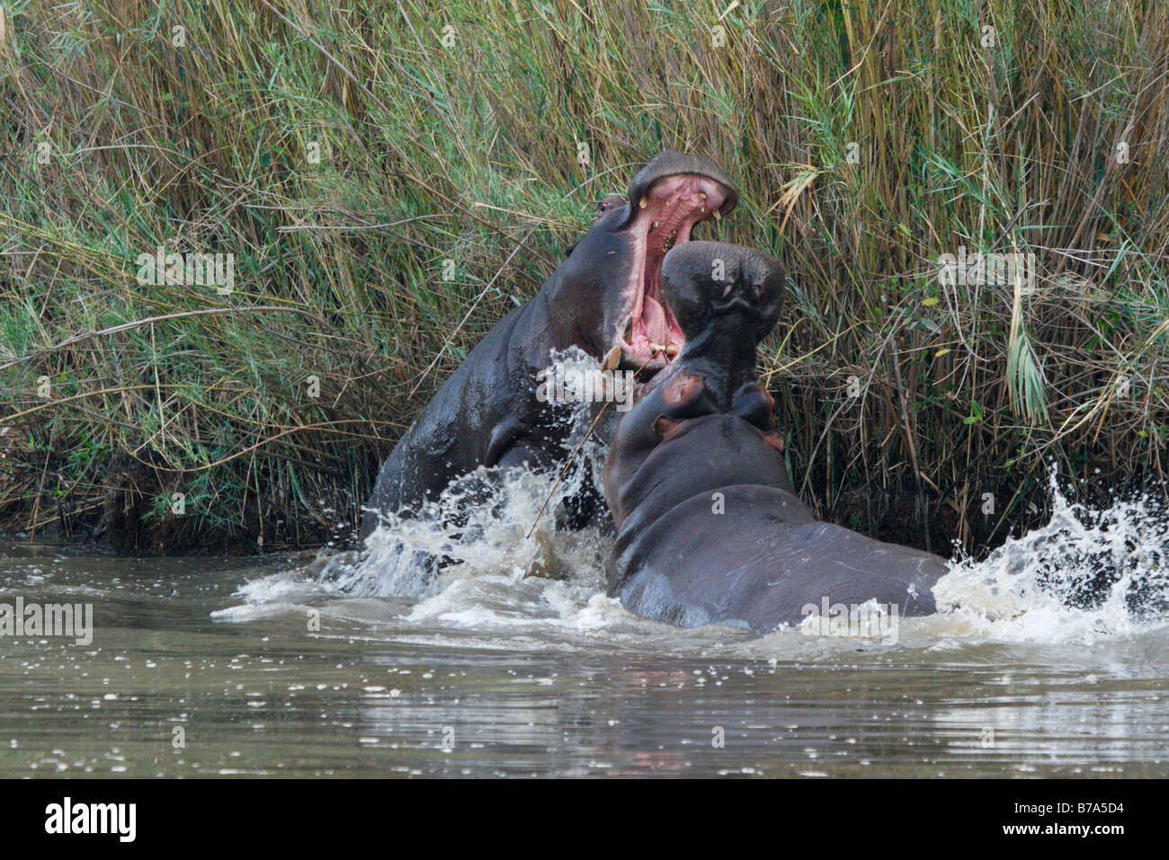 Two hippos in a territorial fight Stock Photo