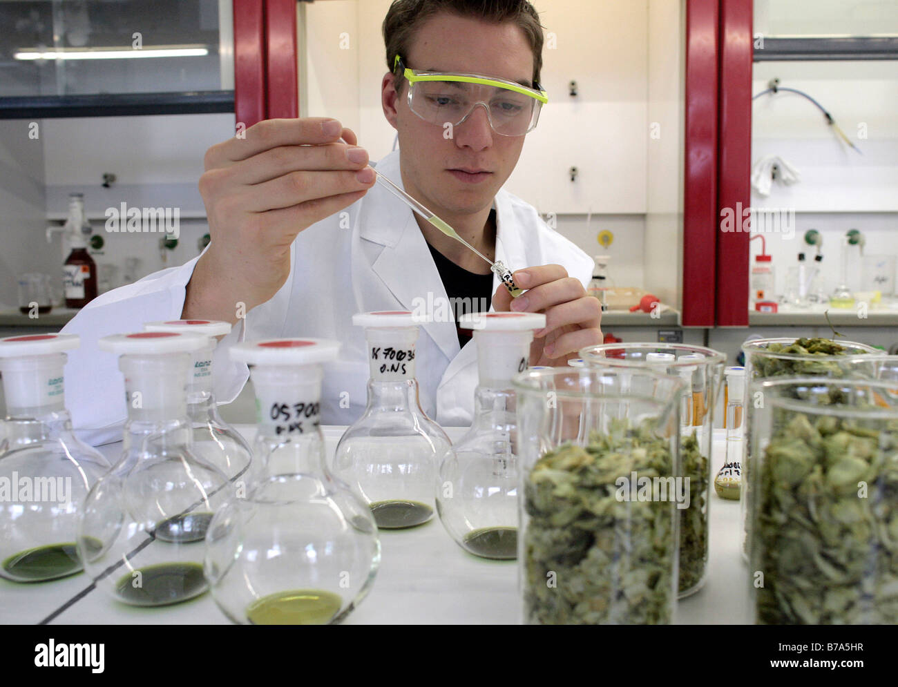 Analysis prepartation for measuring the content of pesticides on hops by a lab technician, laboratory technician in a laborator Stock Photo