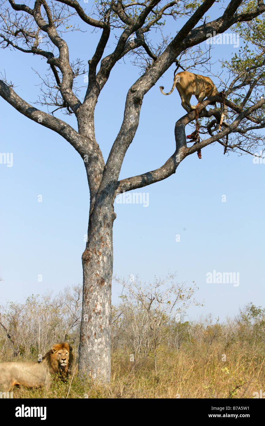Lioness climbing a Marula tree to scavenge the remains of a leopard kill while a male lion stands at the base and looks on Stock Photo