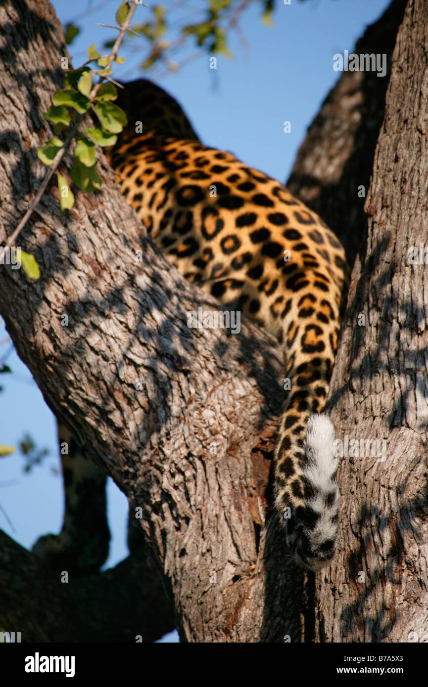The twitching tail of a leopard perched in a tree Stock Photo