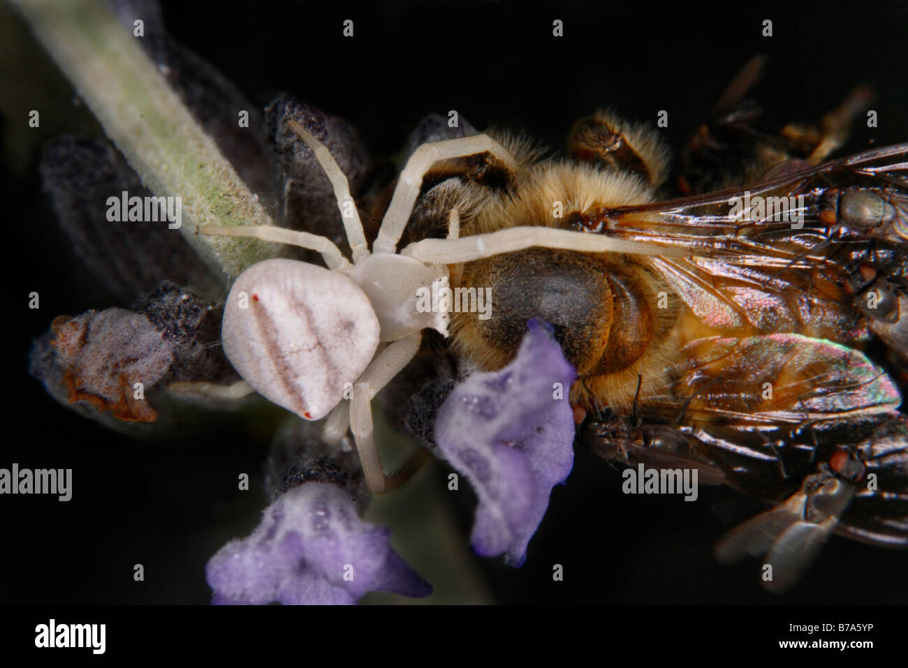 Crab spider with honeybee in Lavender bush Stock Photo
