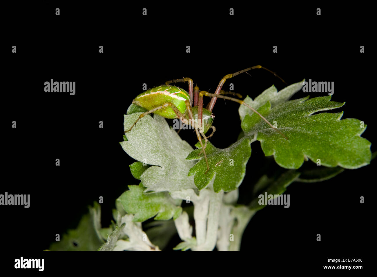 Green and yellow spider on leaf Stock Photo