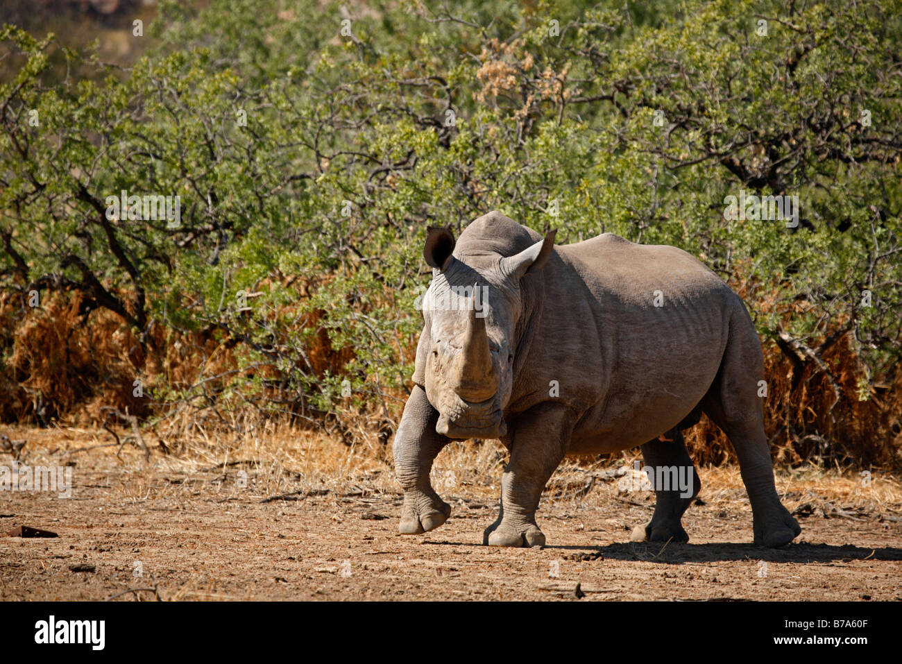 Profile of a white rhino on the move Stock Photo