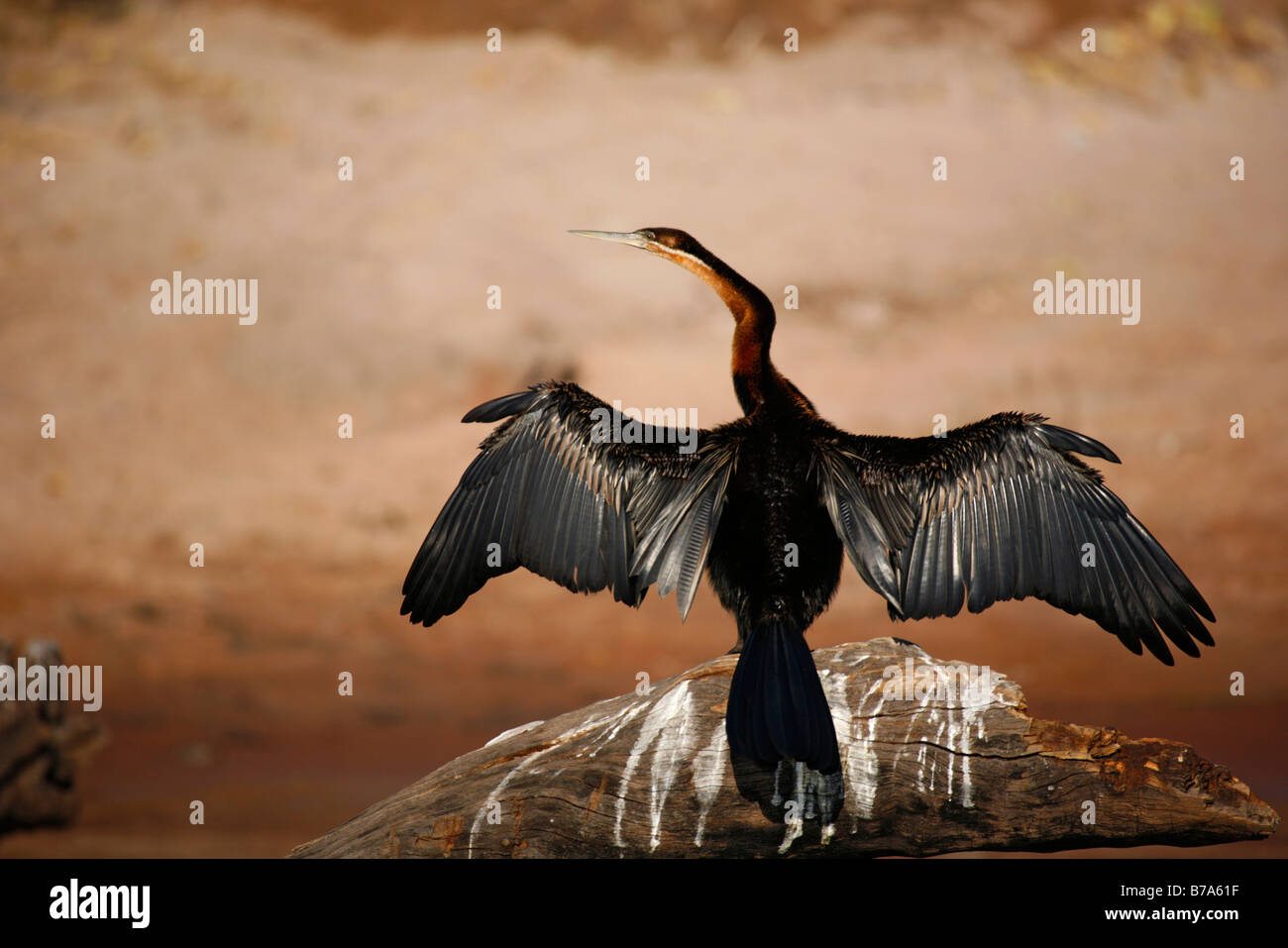 A darter with outspread wings perched on a log Stock Photo