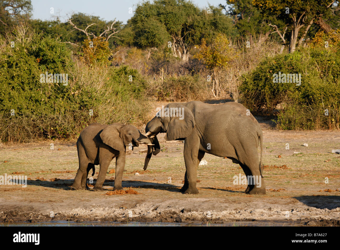 Two African elephants standing head-to-head Stock Photo