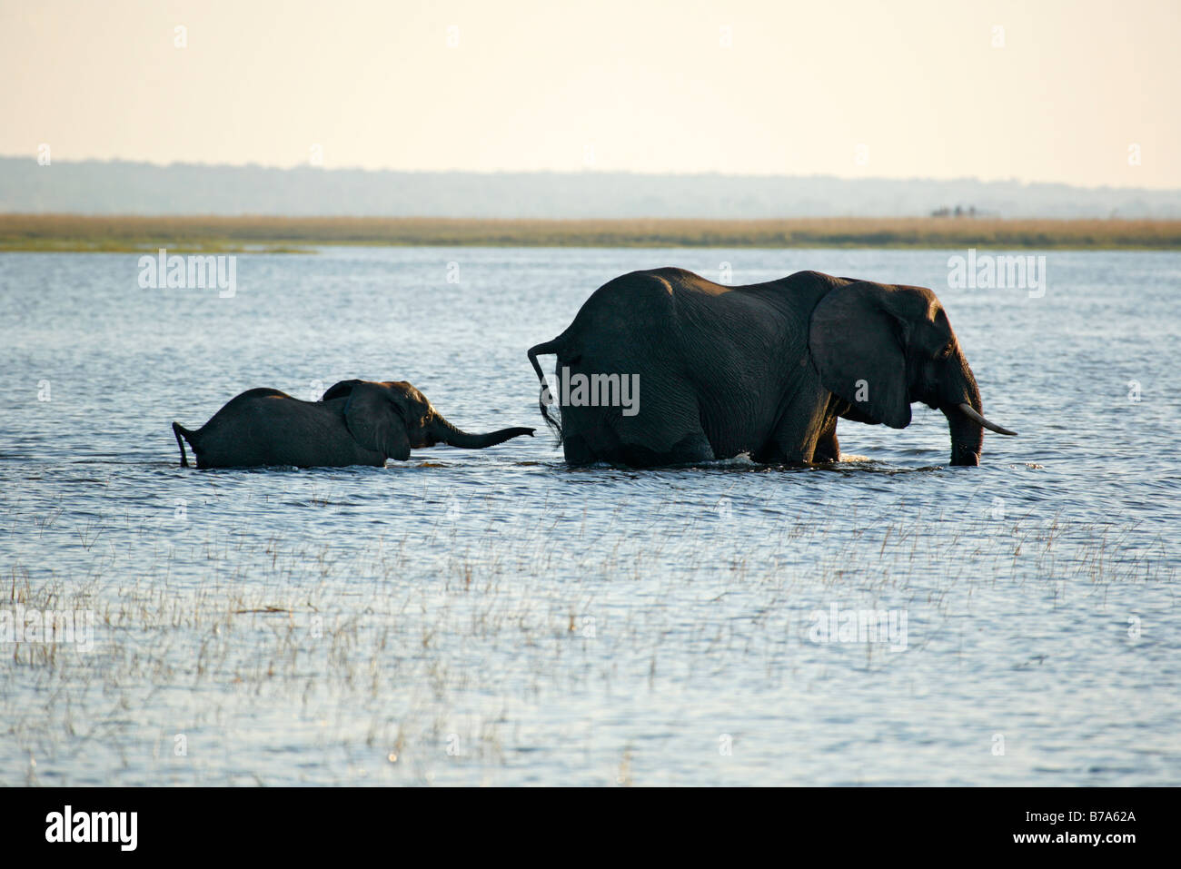 Elephant calf reaches out with it's trunk towards its mothers tail while crossing the Chobe river Stock Photo