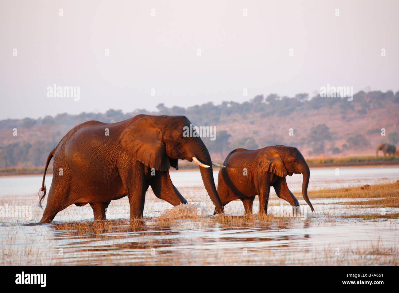 A cow elephant and calf walking out of the Chobe River after crossing with a third elephant on the bank in the distance Stock Photo