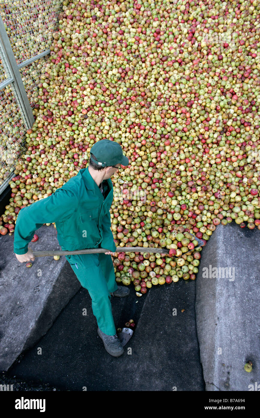 An employee towering up the delivered apples into a mountain of apples